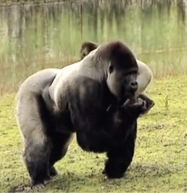 Ambam might look like your average gorilla, but if you watch him long enough, you can see him do something truly incredible.