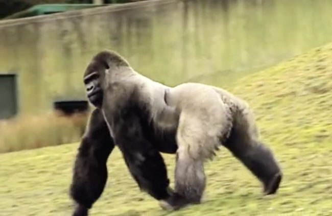 Now zookeepers and other staff at the wildlife park insist they had no hand in training to help Ambam acquire his unique talent, and I guess we'll have to take them at their word.