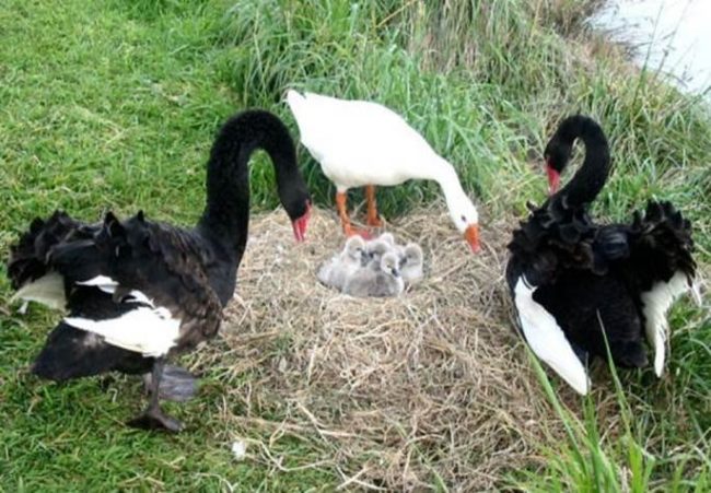Thomas was blind -- and bisexual. He fell in love with a black swan named Henry and they spent 24 years together. When another black swan, Henrietta, showed up, Thomas stayed with the couple.