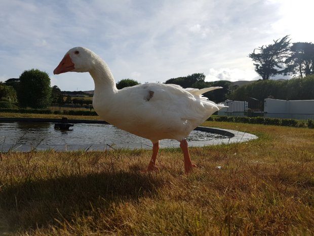 Henry died in 2009, and Henrietta flew off to be with another swan, leaving Thomas alone. He had his own children, but they were stolen by a goose named George.