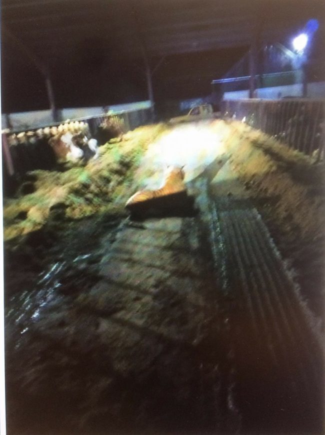 This is the image that police saw when they armed themselves and engaged in a 45-minute standoff with the powerful beast. But actually...