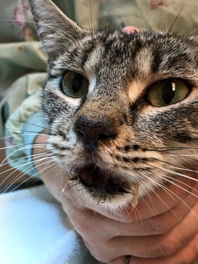 Found dumped in a slough, the cat had burns all over the inside of her mouth, including on her tongue.