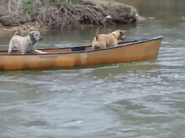 But just when all hope was lost, the pups' owner arrives with a special rescuer who swims out to try and bring the dogs home.