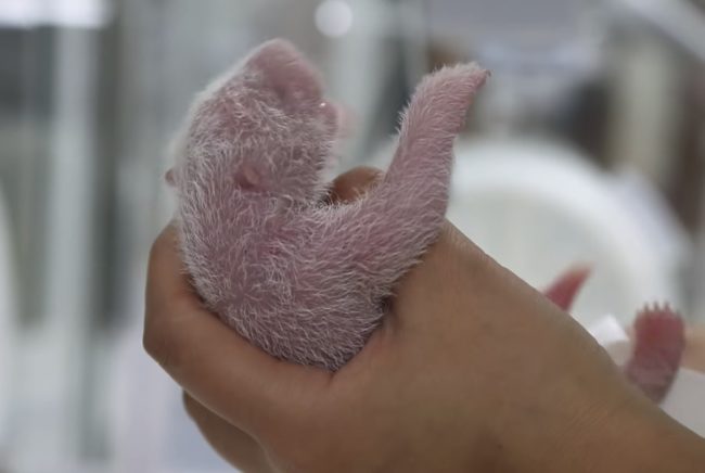 After passing the physical examination with flying colors, the newborn panda was ready to reunite with its momma, but would momma be ready?