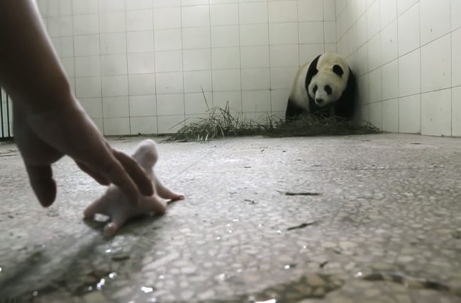 Staff members had to cover the panda with different scents in hopes that Min-Min would recognize her young and her motherly instincts would come out.