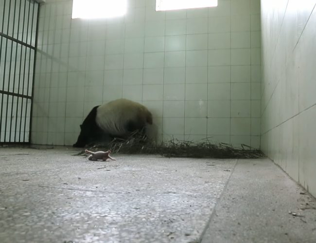 Unfortunately, it seemed like nothing was going to be able to reunite a mother with her little one.