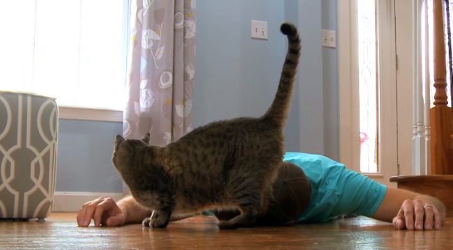 It only took a few seconds for Sparta to meow in what sounded like concern. Then he came over to inspect his human, seemingly worried at first.