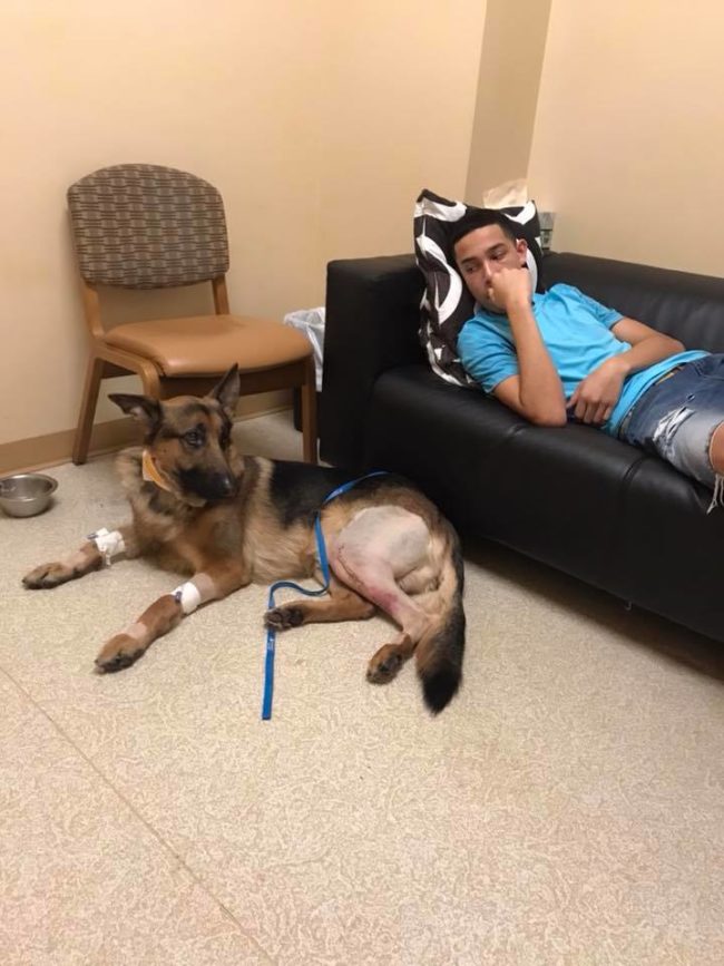 Rex, now known as "The Hero Dog," just made it through his first surgery. Vets are also optimistic that he'll make a full recovery.