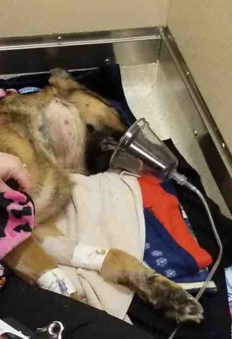 Mercado stayed in the closet for nearly an hour. By the time he came out, the intruders were gone, scared away by police sirens. It was then that he learned his beloved buddy, Rex, had been shot four times.