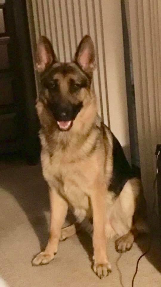 “Rex stormed back to the upstairs floor all beat up and bloody,” Javier’s aunt wrote. “Soon, the burglars proceeded to the upstairs floor and trashed all the bedrooms. As they entered the room where Javier was hiding in the closet, Rex came out with the little strength he had left in him and threw himself at them as he knew my nephew was in danger.”