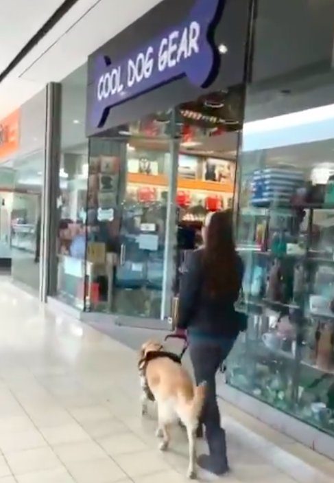 "The first time my sister ever went to this mall, she was with my dad and Thai just veered right into the store without her knowing," Michele told The Dodo. "The second time we went back there, I wanted to witness it for myself, so we walked in the direction of the pet store and of course he walked right in there again!"