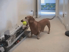 These dogs are highly intelligent. This one doesn't need you to play fetch.