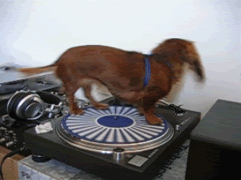90% of Dachshunds wish they were DJs.