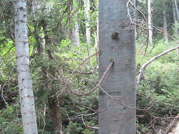 And all of the external pieces are disguised.