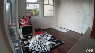 These pups were woken up by an earthquake seconds before any human would have been able to notice it.