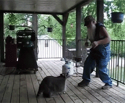 Raccoons are excellent square dancing partners.