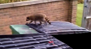 Even when raccoons fail, they win.