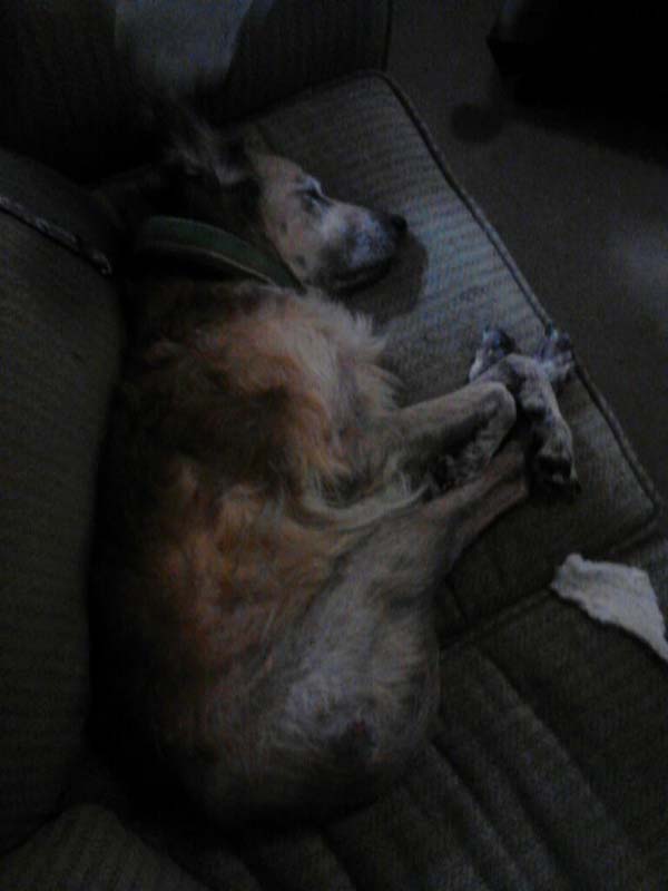 Norman (his new name) found a cozy spot for naps.