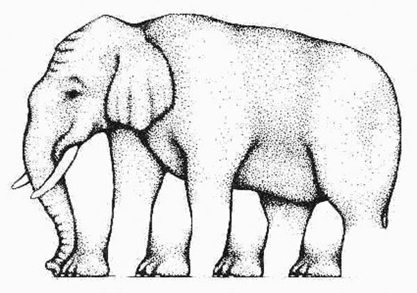 20.) How many legs does this elephant have? You sure?