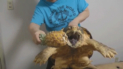 Yeah, pineapple is a fruit, but just take a second to remember how tough the skin is.