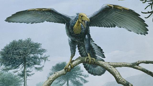 11.) Archaeopteryx: The “first bird” supposedly existed during the Jurassic period, discovered in Germany in 1861.
