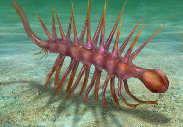 19.) Hallucigenia: A relative of modern arthropods, Hallucigenia is a strange creature only 3 millimeters long. It has a bulbous round head connected to its cylindrical trunk. It was an ancestor of today’s velvet worms.