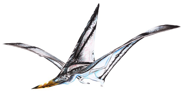 2.) Nyctosaurus: This ancient genus of Pterorsaur was found in the Mid-western sections of the US. The name means “naked reptile.”