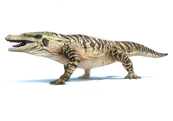25.) Megalania: Otherwise known as the giant ripper lizard, it fed on a diet of mammals, snakes, other reptiles, and birds. A modern day relative would be the Komodo dragon that inhabits the Flores Islands in Indonesia.