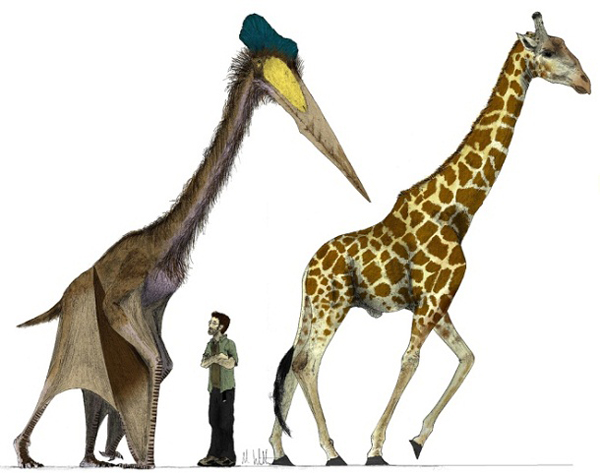 6.) Quetzalcoatlus: This was the largest pterosaur in the sky, as big is a common African giraffe. Its wingspan was 30 whole feet.