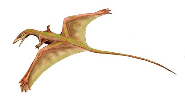 7.) Sharovipteryxe: Ths gliding reptile, found in Central Asia, was about one foot long. It would feed on insects and wasn’t capable of powered flight, it would just glide.