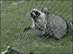 This raccoon appears to be on shrooms and believes the sprinkler to be some sort of harp.