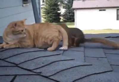 "Shouldn't you be hoarding nuts somewhere?"