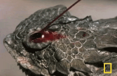 Several species of horned lizards are able to squirt blood from their eyes in defense.