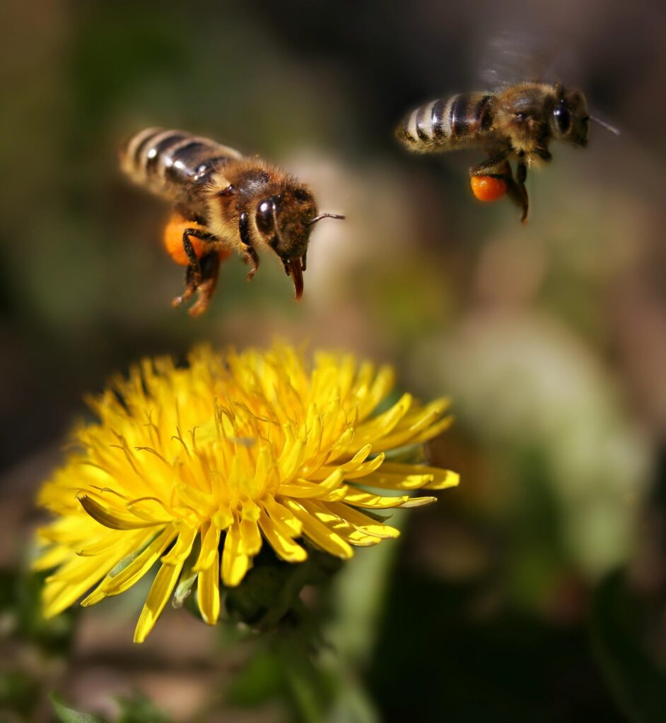 Two bees hovering over flowers