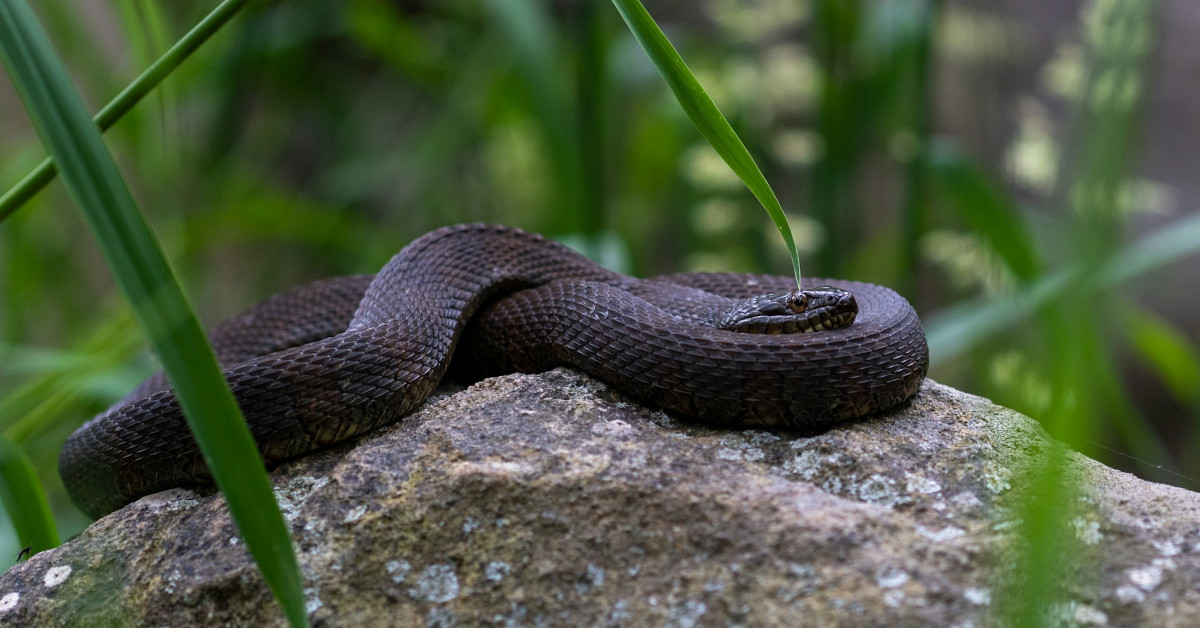 Snakes in the Pool?! Why Your Noodles Might Be Hiding a Surprise – ViralNova